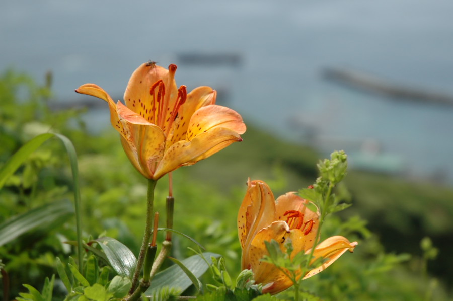 DSC_0315.jpg